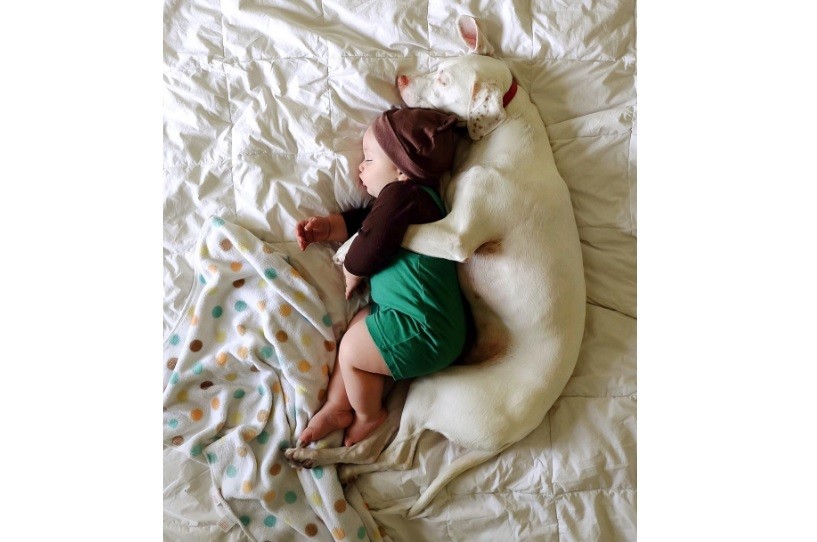 Perra maltratada recupera la esperanza gracias a un bebé | Redes