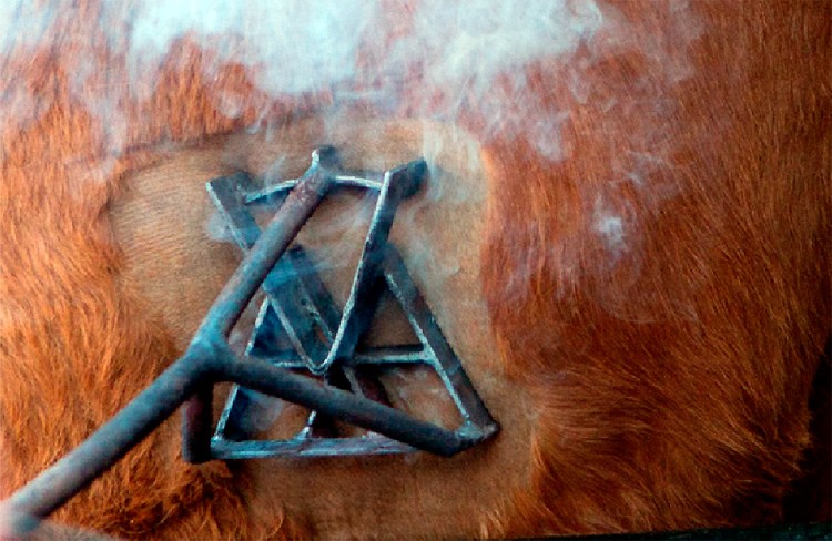 Para evitar las marcas a fuego, los caballos tendrán documento y chips de control | Actualidad