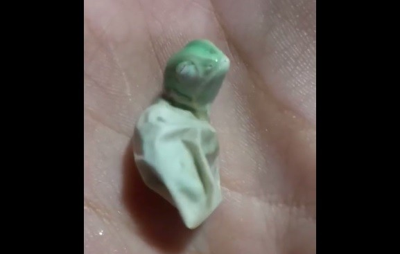 Video: el nacimiento de un camaleón asombra a más de 27 millones de personas | Redes