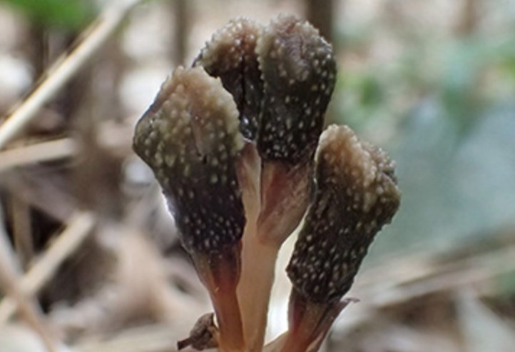 Descubren en Japón una nueva especie de planta que no necesita hacer la fotosíntesis y no florece | Curiosidades