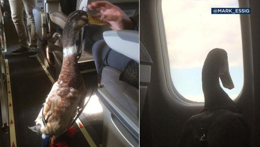 Donald, el pato que acompaña a una mujer en sus viajes en avión para evitar que sufra estrés | Curiosidades