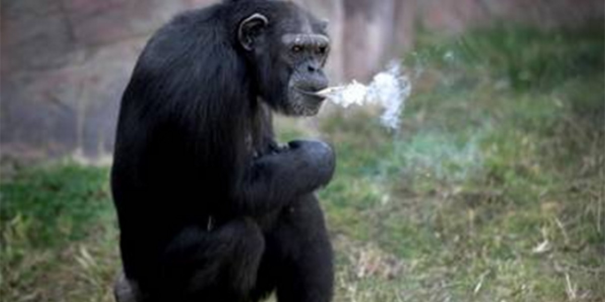 Polémica por la chimpancé que fuma un atado de cigarrillos por día | Redes