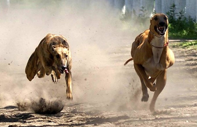 Dictamen favorable al proyecto que prohíbe las carreras de galgos en todo el país | Actualidad