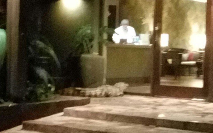 Encontraron un yacaré en la puerta de un hotel | Redes
