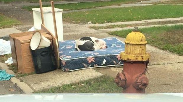 El perro que esperó durante un mes a sus dueños en el lugar en el que fue abandonado | Curiosidades