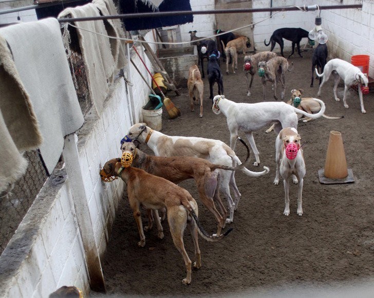 A poco de que se trate la ley, proteccionistas denuncian amenazas de galgueros | Actualidad
