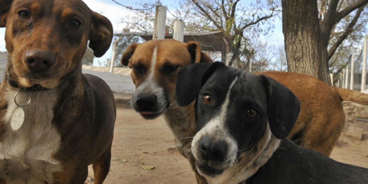 El 21 por ciento de los perros mayores de 8 años muestra signos de Alzheimer | Curiosidades