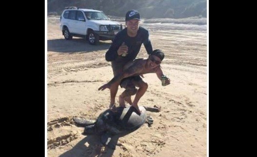 Campaña por redes sociales para encontrar a jóvenes que "hicieron surf" sobre una tortuga | Redes
