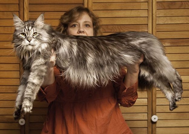 La historia de "Ludo", el gato más largo del mundo | Curiosidades