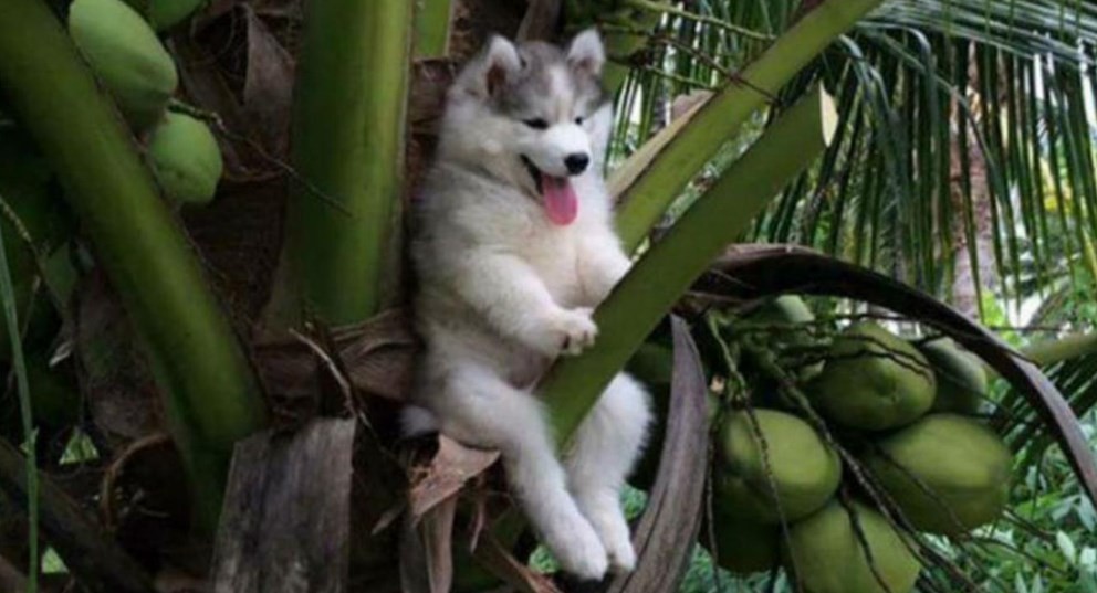 El perrito que se quedó atascado en una palmera y se volvió viral | Redes