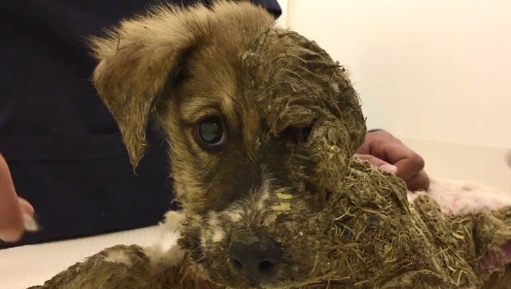 Casi un milagro:  llenan de pegamento a un perrito y logran salvarlo | Redes