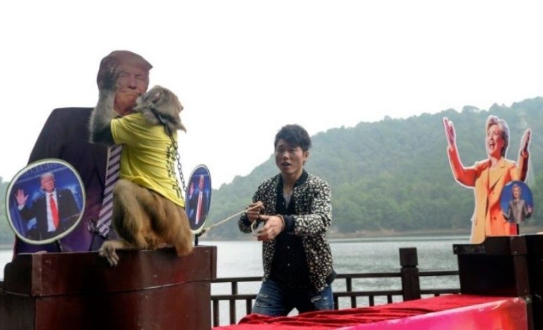 Predicciones: Los animales ya tienen sus pronósticos ¿Gana Trump o Clinton? | Internacionales