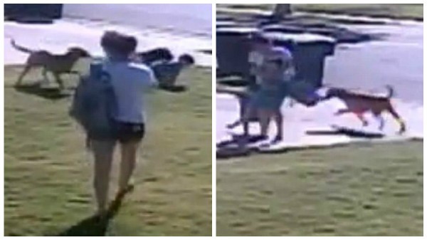 Video: el momento en el que una madre salva a su hijo de dos años del ataque de dos perros | Curiosidades