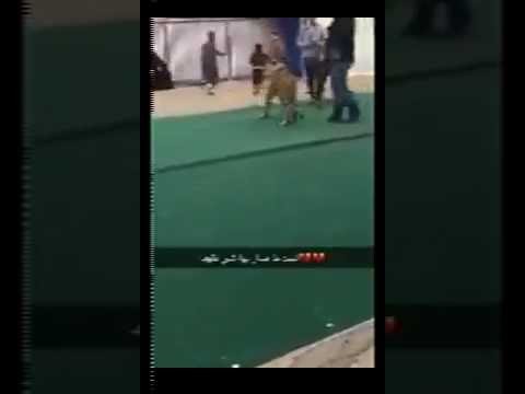 Video impactante: un tigre atacó a una nena en un mercado de Arabia | Curiosidades