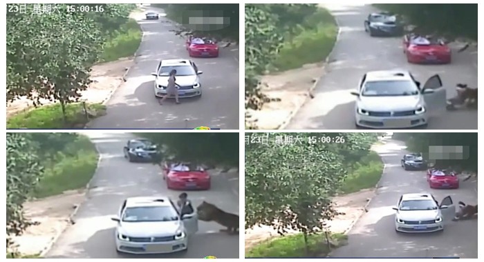 Demanda a un safari de Pekín en el que murió su madre atacada por tigres | Internacionales