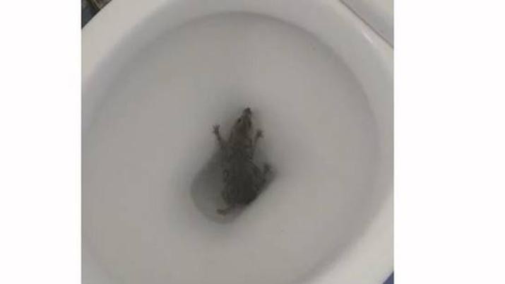 Video de terror: se iba a sentar y salió una rata del inodoro | Curiosidades