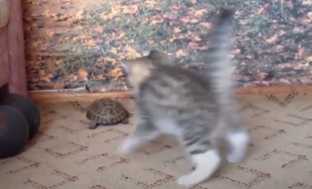 El encuentro de este gatito y una tortuga que arrasa en Facebook | Redes
