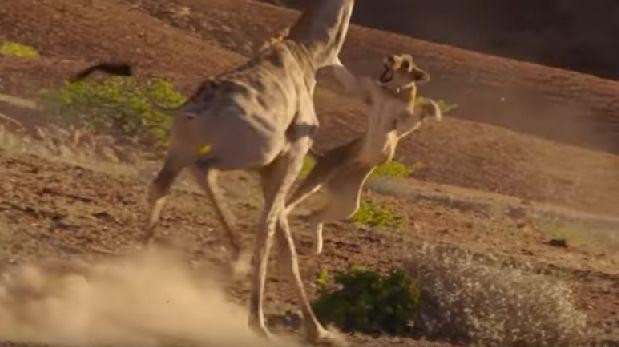 Video salvaje: así enfrentó una jirafa a dos leonas que intentaban cazarla | Curiosidades