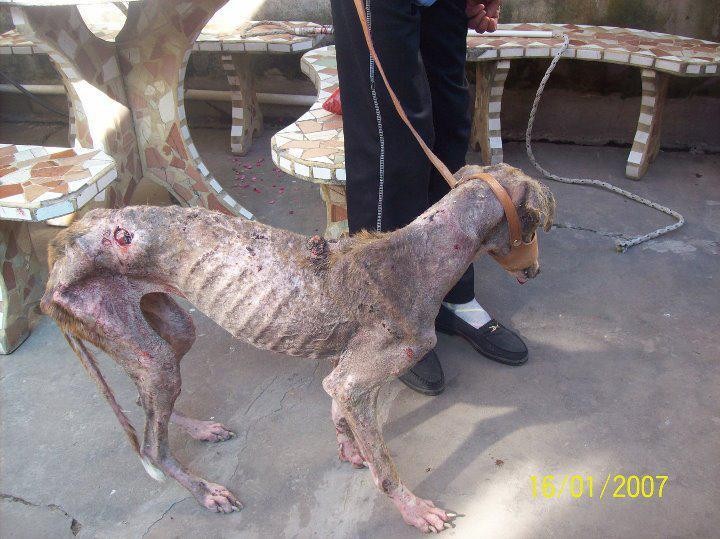 Denuncian abandono y matanza de perros galgos que eran sometidos a carreras | Actualidad