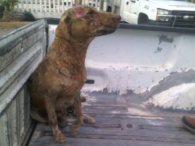 La historia de "Pétalo", la perrita que se quemó para salvar a sus cachorros | Curiosidades