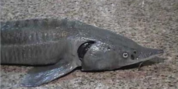 Misterio por la aparición de un esturión ruso en el río Paraná | Actualidad