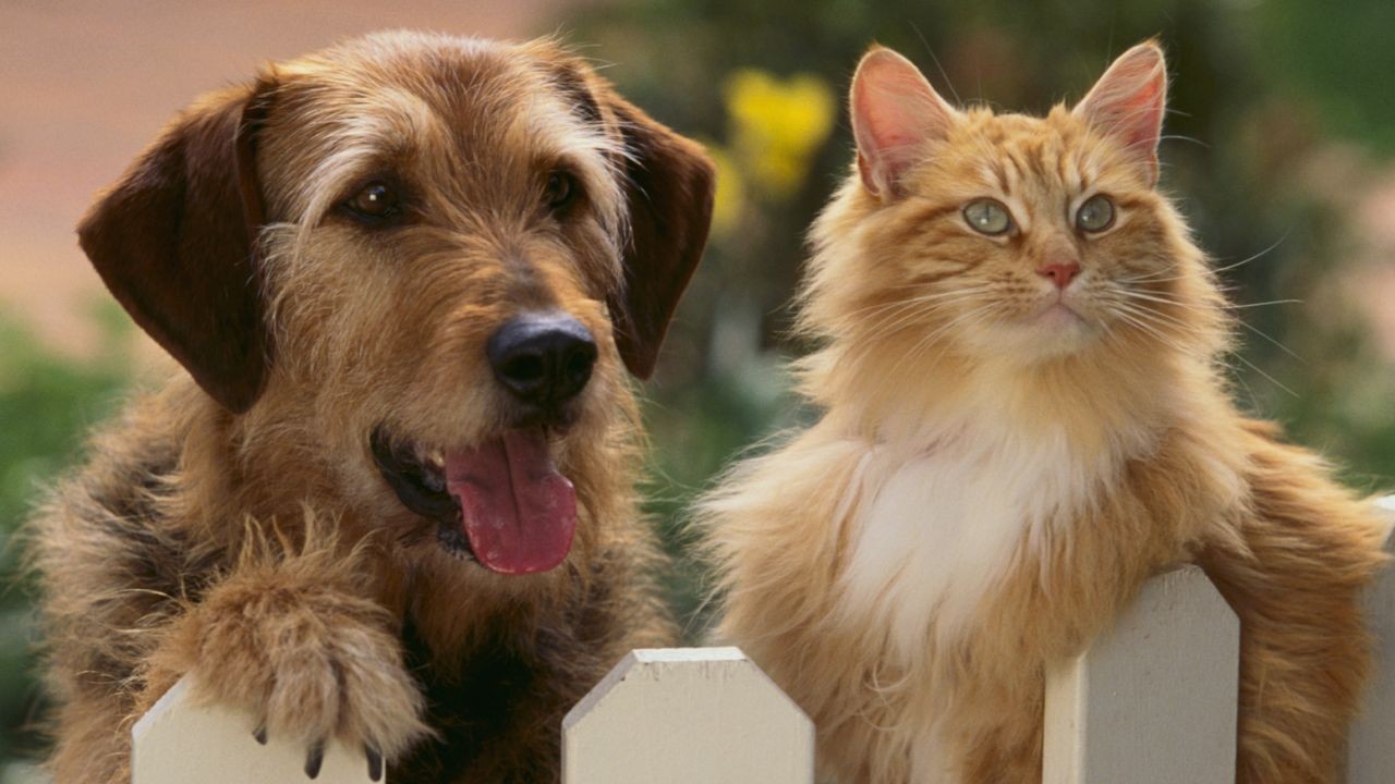 Las claves para cuidar a las mascotas en las fiestas | Actualidad