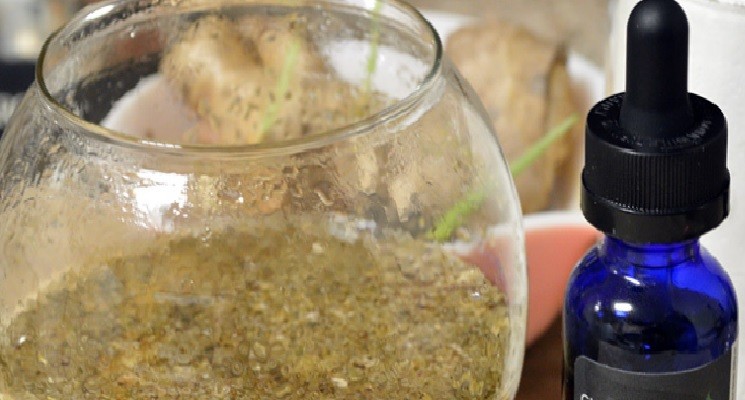 Fallo confirmó la orden de darle cannabis medicinal a un niño | Actualidad