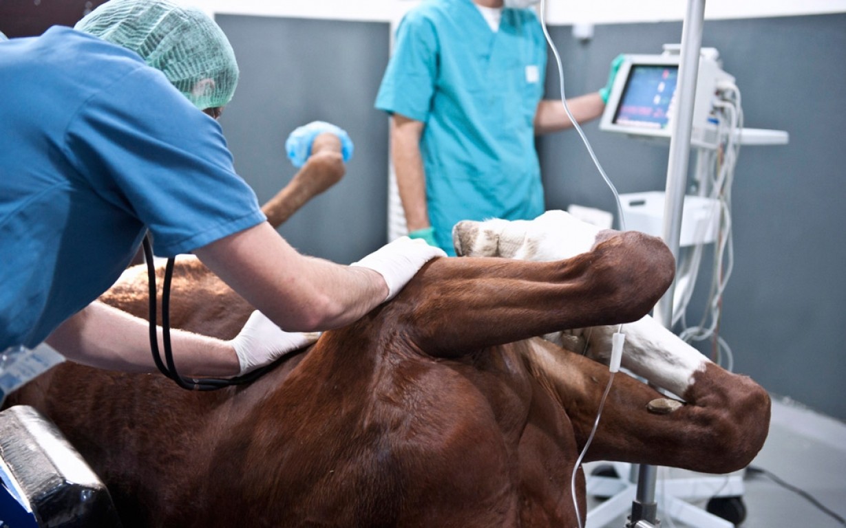 Advierten sobre un parásito de caballos que puede afectar a humanos | Actualidad
