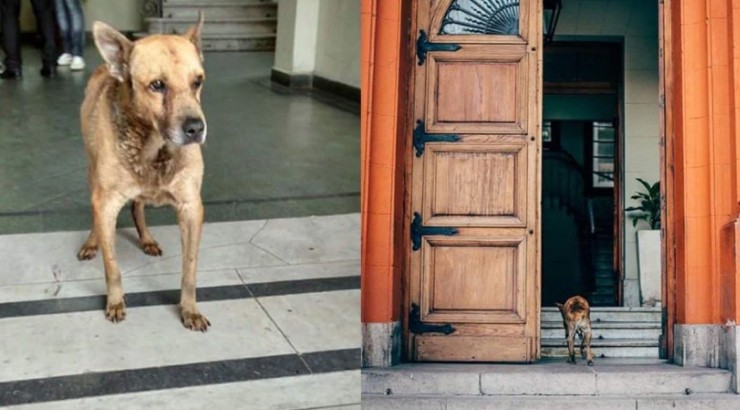 La emotiva despedida a Raúl, el perro que vivía en la Casa de Gobierno de La Rioja | Redes