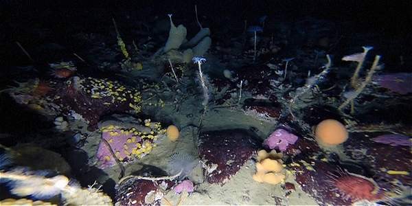 Video: descubrieron un paraíso perdido bajo el hielo de la Antártida | Internacionales