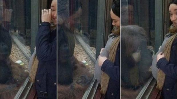 La emoción de una embarazada cuando una orangután le besa la panza | Curiosidades