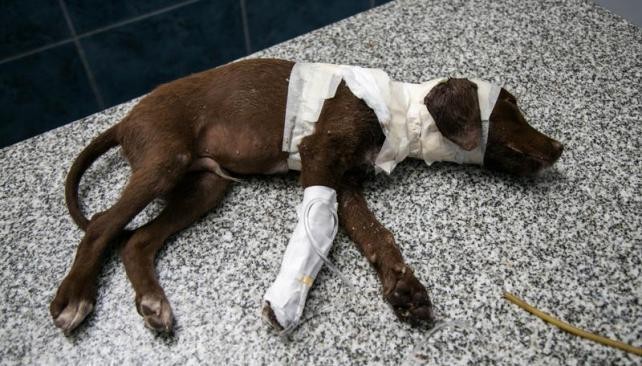 La historia de "Chocolate, el perro que despellejado y abandonado en Córdoba | Actualidad