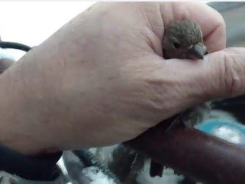 Video: el hombre que salvó con su aliento a un gorrión que se había congelado | Curiosidades