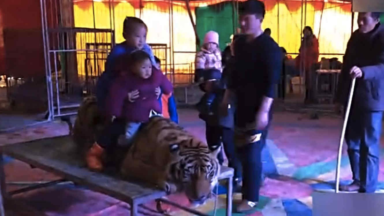 Furia en China: ataron un tigre en un circo para que la gente se saque fotos montado en él | Curiosidades