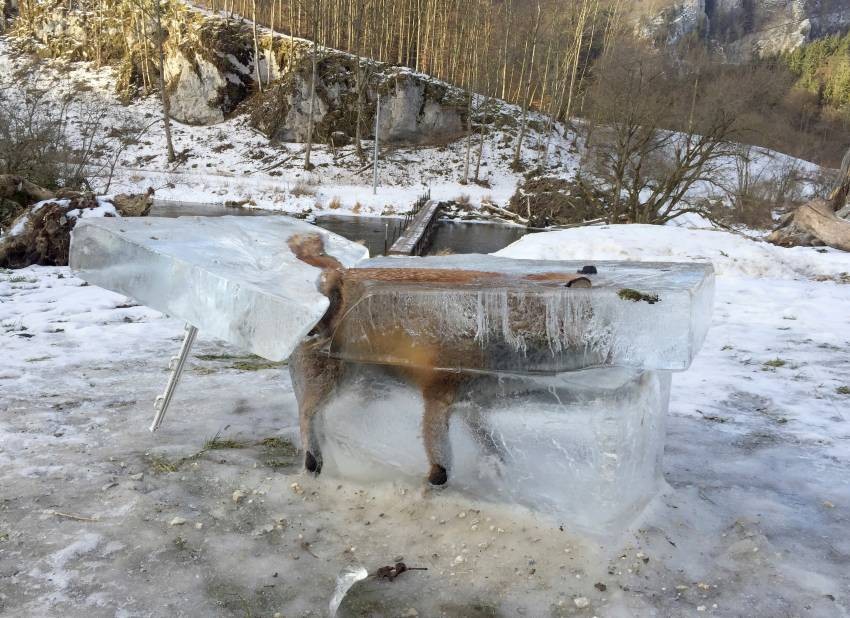 Foto viral: el zorro congelado que se convirtió en símbolo de la ola polar que cubre Europa | Internacionales