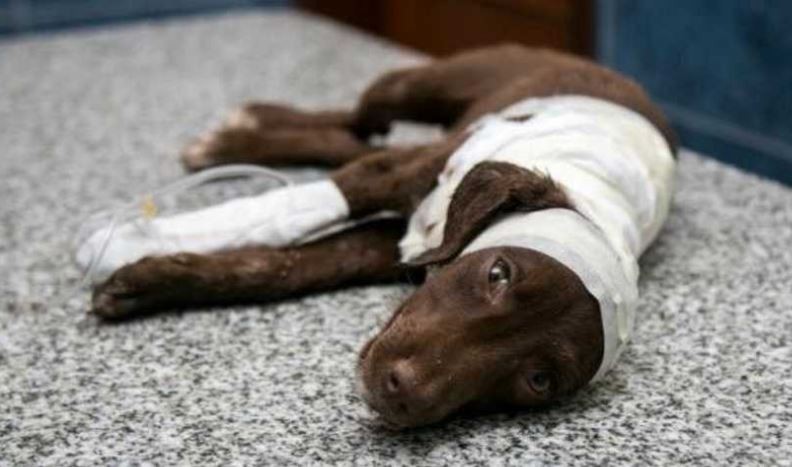 Detuvieron a un hombre por el brutal ataque a "Chocolate" | Actualidad