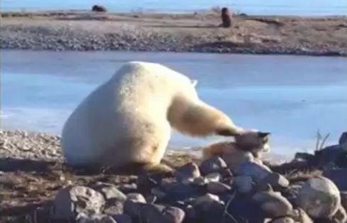 #EsViral El tierno oso polar que acaricia a un perro | Redes
