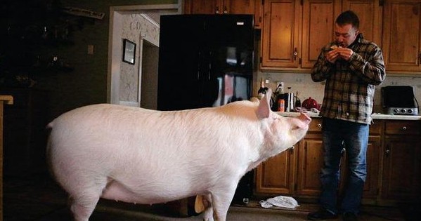 Adoptaron como mascota a un “mini cerdo”, creció y ahora pesa más de 300 kilos | Curiosidades