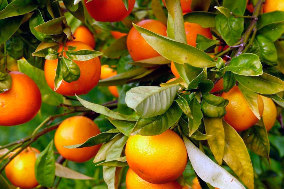 Primero fueron los limones, ahora Trump tampoco quiere nuestras naranjas y mandarinas | Actualidad