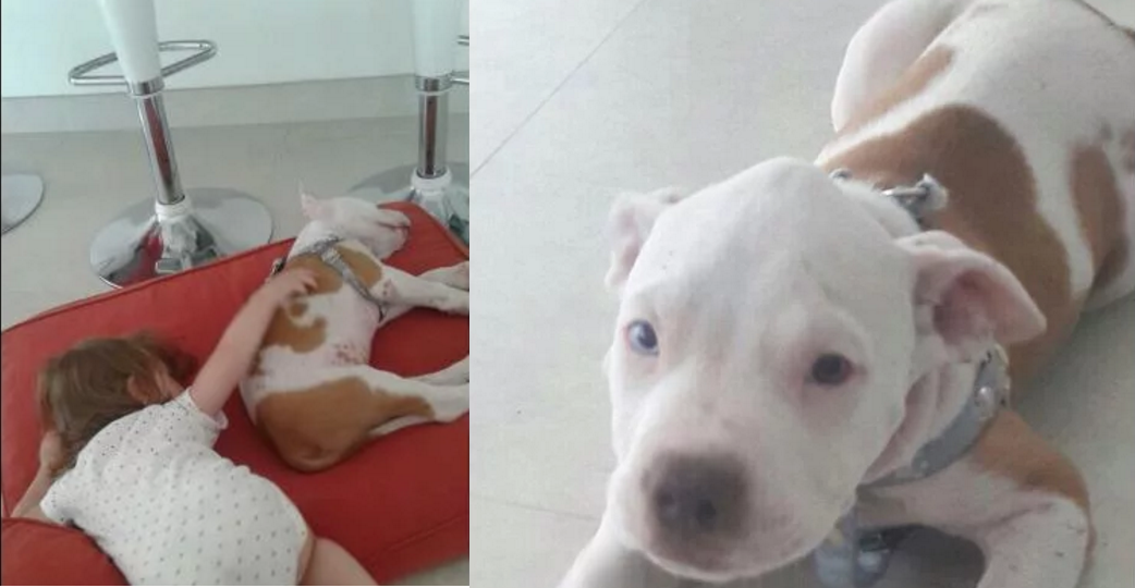 Cuánta crueldad: a dos nenas les robaron un cachorro que  habían recibido para Navidad | Actualidad