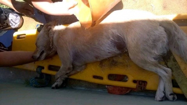 Murió un perro cuyo dueño lo dejó encerrado en el auto para ir a la playa | Actualidad