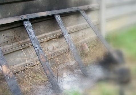 Salvaje ataque a un perro en Gualeguaychú | Actualidad