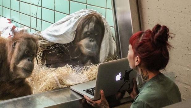 Crean un Tinder para orangutanes | Curiosidades