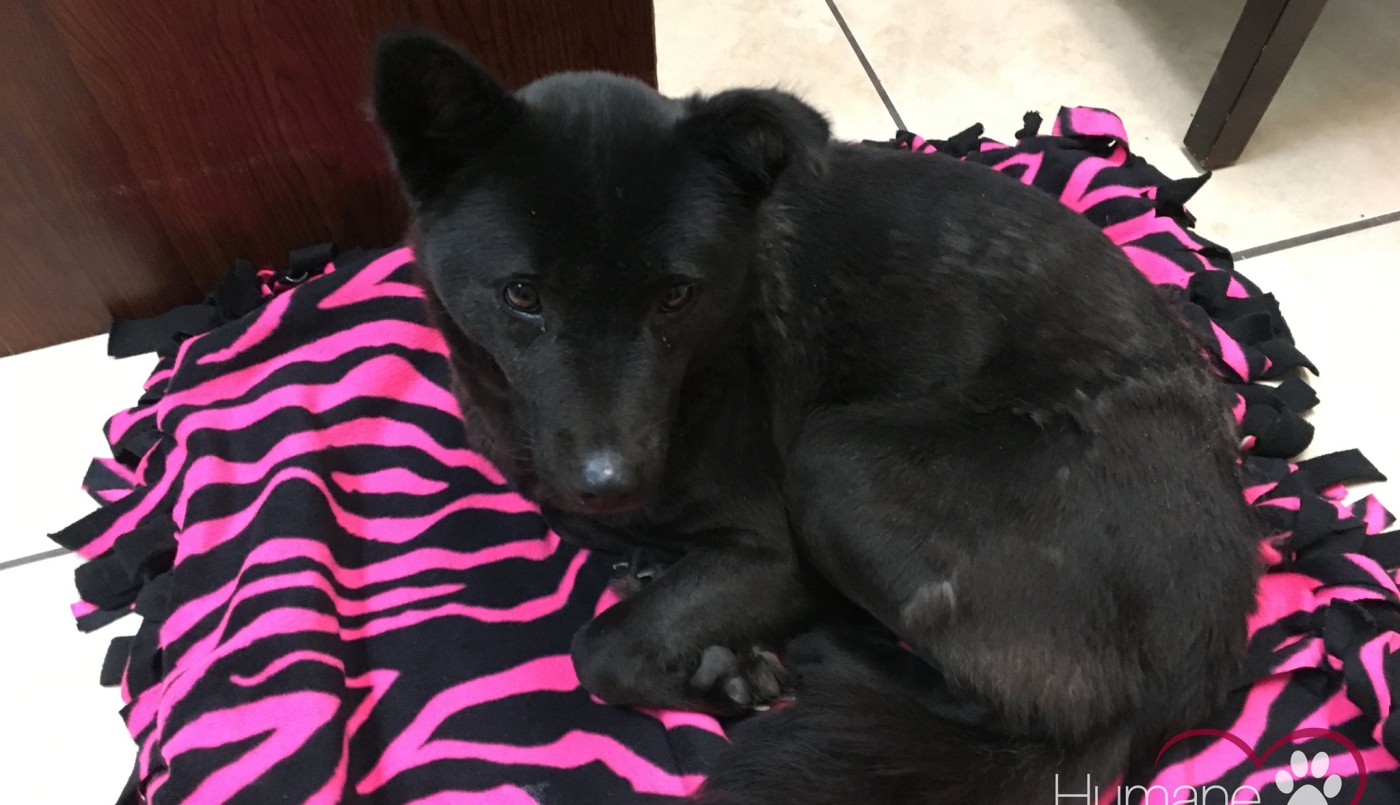 Video: perro rescatado de un matadero en Corea duerme de parado porque estaba acostumbrado a una jaula pequeña | Curiosidades