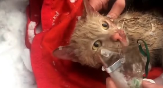Video: el milagroso rescate a un gato tras un feroz incendio en Moscú | Redes
