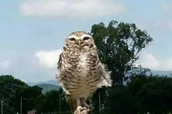 Indignación en un colegio de Salta: tres chicos mataron de un pelotazo a la mascota, la lechuza "Luchita" | Actualidad