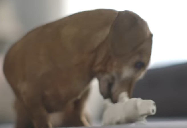 Video tierno: la reacción de este perro salchicha al encontrar su juguete preferido tras cinco años | Curiosidades
