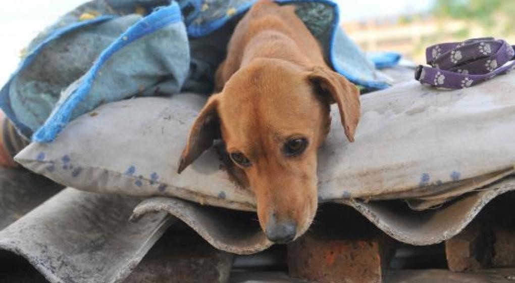 Horror en Córdoba: Entraron a un refugio de perros y masacraron a 37 mientras dormían | Actualidad