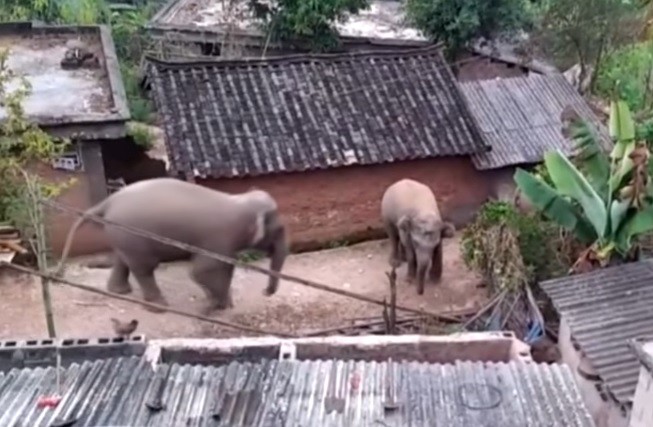 Elefantes salvajes "invadieron" un pueblo en busca de comida | Actualidad