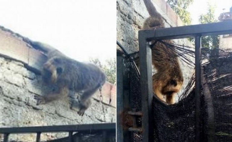 Vecinos indignados con un hombre que tiene a un mono encadenado en el patio de su casa | Actualidad